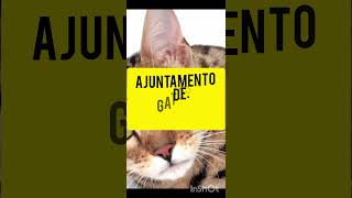 Ajuntamento de Gatos kkkk [upl. by Rahmann853]