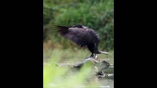 CORMORÁN ALETEO COROMORÁN cormorant CORBMARÍ wildlife vidasalvaje aves CORMORANES aleteo [upl. by Hedy]