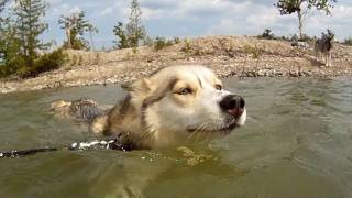 Do Siberian Huskies Like Water Do They Swim  Wordless Wednesday  GoPro Cam [upl. by Ellison]