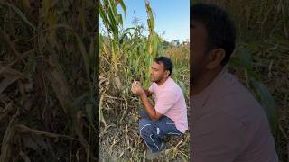 Bhaderwahi zamindari Maize 🌽cutting funny comedy [upl. by Snoddy602]