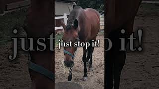 Saint boy 😢saintboy poorhorse horseabuse equestrian horse horsefarms equestrian trending [upl. by Aicrop868]