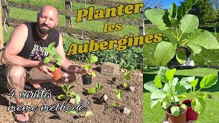 Comment planter laubergine [upl. by Bartolemo]