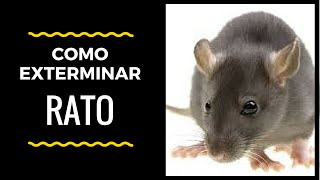 Como Exterminar Rato Em Sua Granja [upl. by Eelnyl]