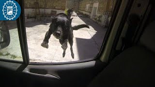 140421  Policía Local Málaga  Unidad Canina  GOA  K9 [upl. by Adoh999]