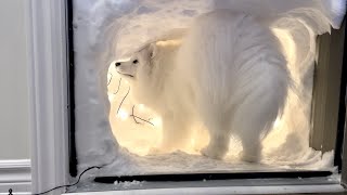 I Made a Snow Cave For My Sled Dog After a Snow Storm [upl. by Sugna]