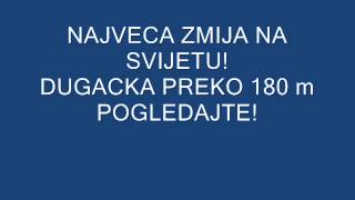 NAJVECA ZMIJA NA SVIJETU DUGACKA CAK 180 m POGLEDAJTE [upl. by Mahau]