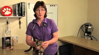 The Rhinovirus in Cats  Cat Health [upl. by Norahc27]