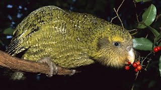 Kakapo The Unique Flightless Parrot of New Zealand [upl. by Alessig143]