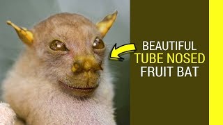 Tube nosed fruit bat facts Amazing facts about this weird creature [upl. by Dirtsa485]