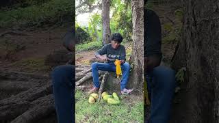 Buah mangganya terasa manis di lidah buahmangga shortvideo [upl. by Anilra]