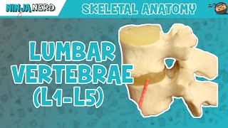 Lumbar Vertebrae L1L5 Anatomy [upl. by Gaby]