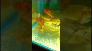 Koi fish  Fantail Goldfish  aquarium fish fishing fishtank goldfish aquariumfish pets [upl. by Silvan]