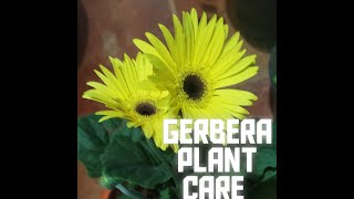 Gerbera plant care indoors [upl. by Moncear]