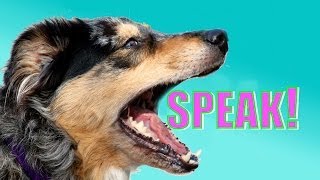 Why Do Dogs Bark  Secret Life of Dogs  BBC Earth [upl. by Hahnke]