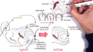 Obstetrics  Stages of Labour [upl. by Oiramed]