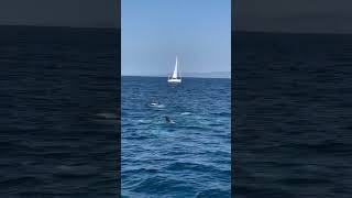 Gorgeous pod of Risso’s Dolphin we spotted off the coast of Dana Point ✨ Video by oceanluvr4ever [upl. by Ralat]