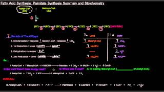 Fatty Acid Synthesis Part 7 of 12  Palmitate Synthesis Summary and Stoichiometry [upl. by Mckinney461]