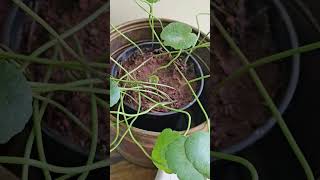 Marsh pennywort plants indoorplants trending shorts nature [upl. by Eiraminot]