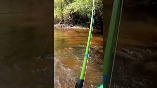 Huge Bowfin grabs the devils horse💥 fish fishing bowfin love kayak river paddling [upl. by Ulphiah]