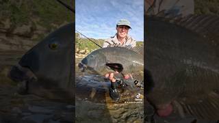 Rock fishing central coast fishing fish groper [upl. by Mok]