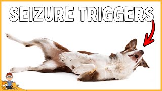 STOP your dogs seizures by identifying these triggersveterinarian explains [upl. by Carole348]