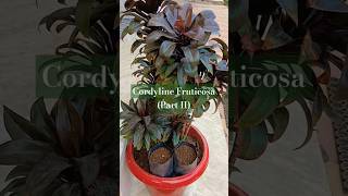 Cordyline Fruticosa Part II viralshorts viralvideo viralvideos vibes subscribe top best [upl. by Bartlett]