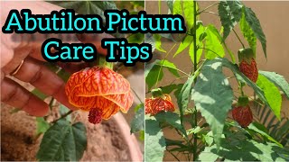 How to care and grow Abutilon Pictum  Chinese Lantern Bell Hibiscus Full care guide florapassion [upl. by Thorner]