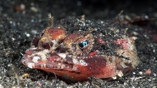 Mucky Secrets  Part 13  Benthic fishes stargazer flounder flathead  Lembeh Strait [upl. by Trudnak]