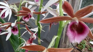 Nuns Hood Orchids or Phaius TankervilleaeImelda Ingram USA [upl. by Cyndy]