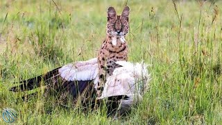 SERVAL ─ The Flying Cat Predator with a Taste for Feathers and Fangs [upl. by Nosyarg]