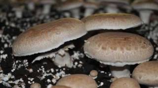 Mushroom Festival 2009 Kennett Square Pennsylvania USA [upl. by Ikcaj]