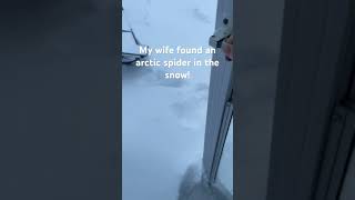 Arctic spiders under my charcoal grill [upl. by Certie]