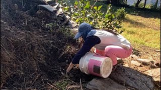 Village life in Sikkim India video by Chogyal Lhamu 💚🩷 [upl. by Letnahc]