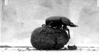 Dung beetle dance [upl. by Stirling]