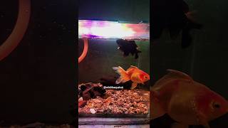 Amazing fantail Goldfish shorts goldfish [upl. by Spindell]