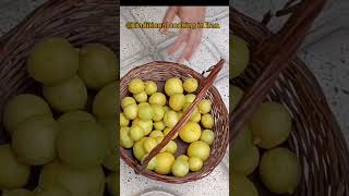 Homemade sour lemon 🍋😋Traditional cookingTraditionalcookinginIran shorts shortvideo short [upl. by Arualana]