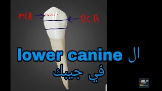 Lower canine quotlower cuspidquot [upl. by Neit]