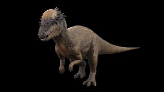 Pachycephalosaurus  ThickHeaded Lizard  NgchipvShortVer [upl. by Neyrb]