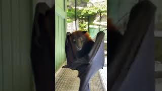 Giant goldencrowned flying fox [upl. by Alfreda396]