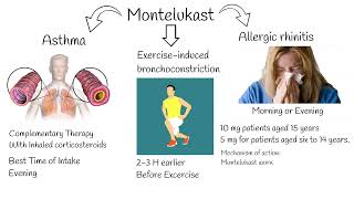 Montelukast  Indications side effects Singular indications [upl. by Ahsieyk861]