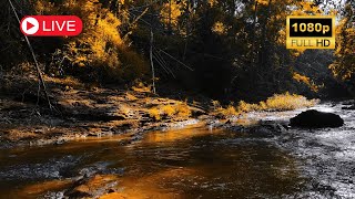 Autumn Forest  River Sounds  Relaxing Nature Video  White Water  HD  1080p [upl. by Zoltai650]