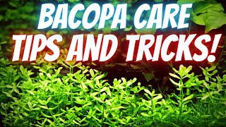 Bacopa Care amp Propagation EASY NO CO2 AQUARIUM PLANT [upl. by Rudwik155]