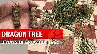 3 Ways to Grow Dracaena Plant From Cuttings  How to Propagate Dracaena Tree  Dragon Tree [upl. by Parke405]