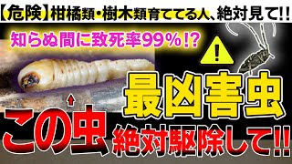 【危険】知らないと怖カミキリムシの幼虫の危険性と駆除方法【被害予防】 [upl. by Nivlag]