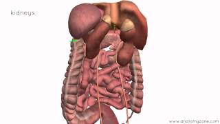 Peritoneal Cavity  Part 4  Intraperitoneal and Retroperitoneal Organs  Anatomy Tutorial [upl. by Pickett]