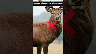 4 Best Places To Hit A Deer And Survive [upl. by Ahsitel65]