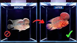 How to Care for Flowerhorn Fish Complete Guide flowerhorn [upl. by Keily]