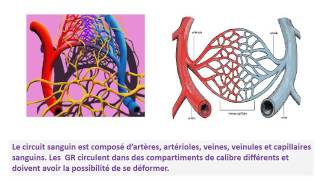 CYTOLOGIE ROLES DU CYTOSQUELETTE [upl. by Hsu]