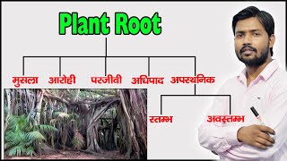 Plant Root and Their Types  Function of Root  Modified Root  in Hindi [upl. by Flodur]