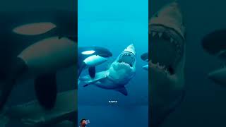 Black dolphin 🐬🐬shortviral youtube [upl. by Florian648]